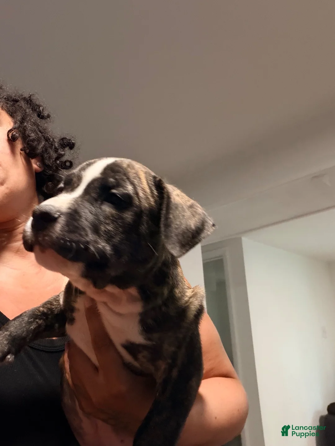 American Bully dogs for sale: American Bully 1 - Ad 2