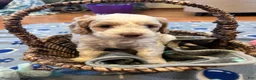 Cockapoo dogs for sale: Buff and white boy/brown nose  - Ad 6