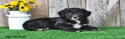 Mini Aussiedoodle dogs for sale: Asher - Ad 3
