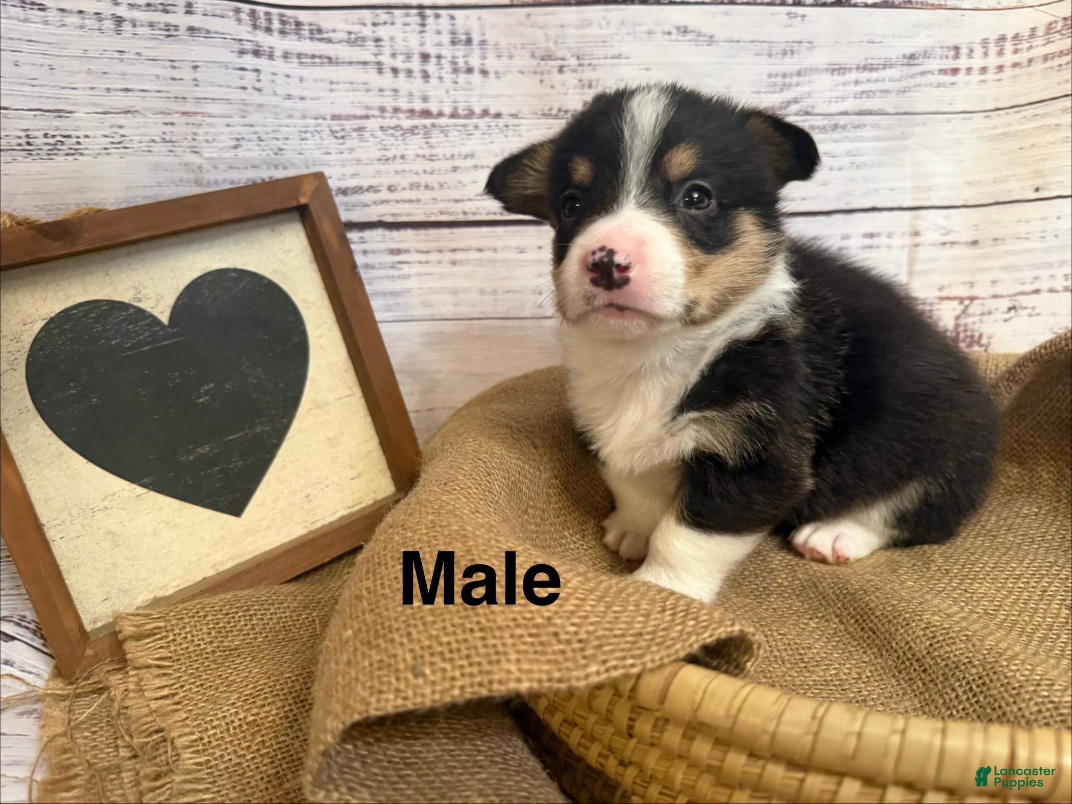 Welsh Corgi Pembroke dogs Welsh Corgi Pembroke 2 - Ad 1