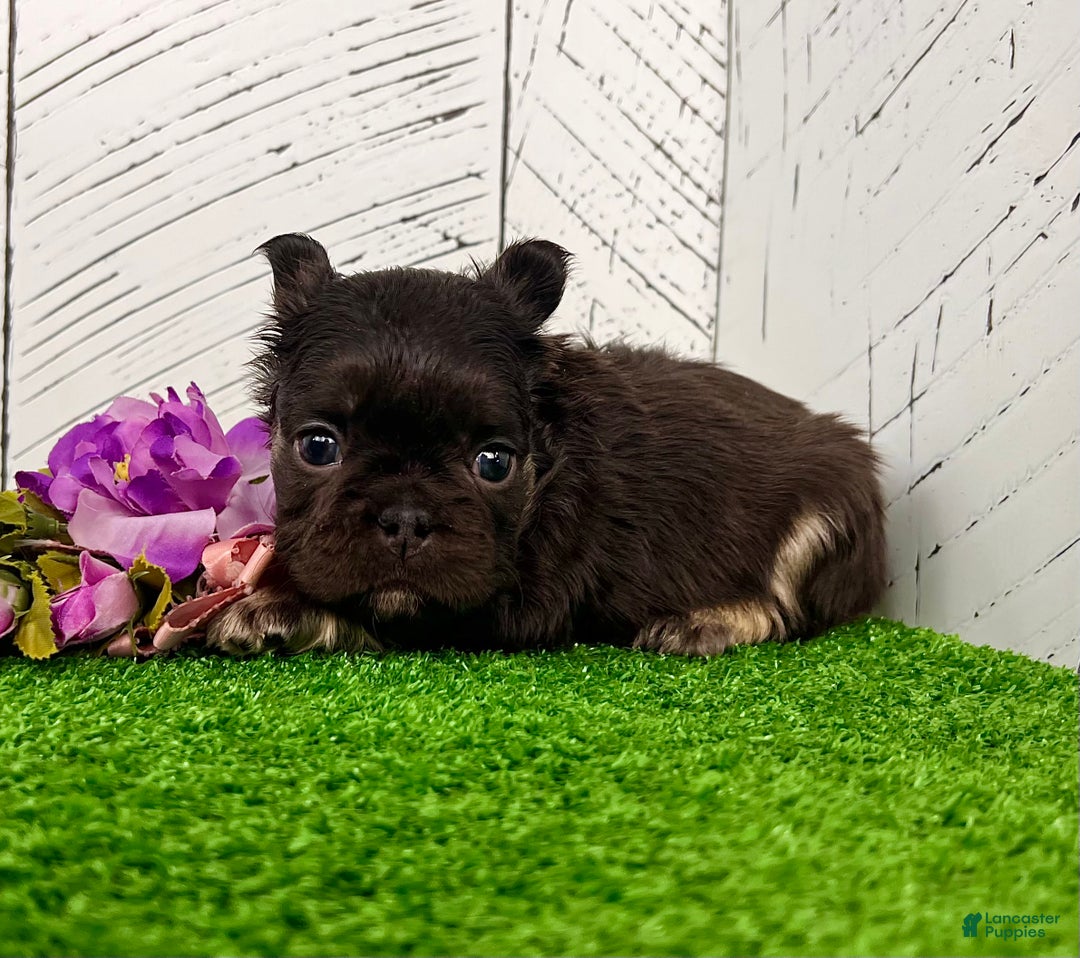 French Bulldog dogs for sale: Kelli - Ad 2