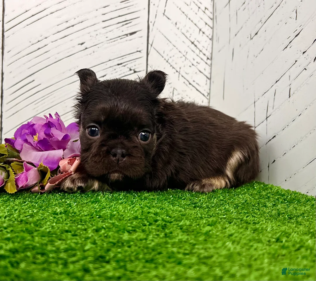 French Bulldog dogs for sale: Kelli - Ad 2