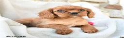 Cavalier King Charles Spaniel dogs for sale: Harper - Ad 5