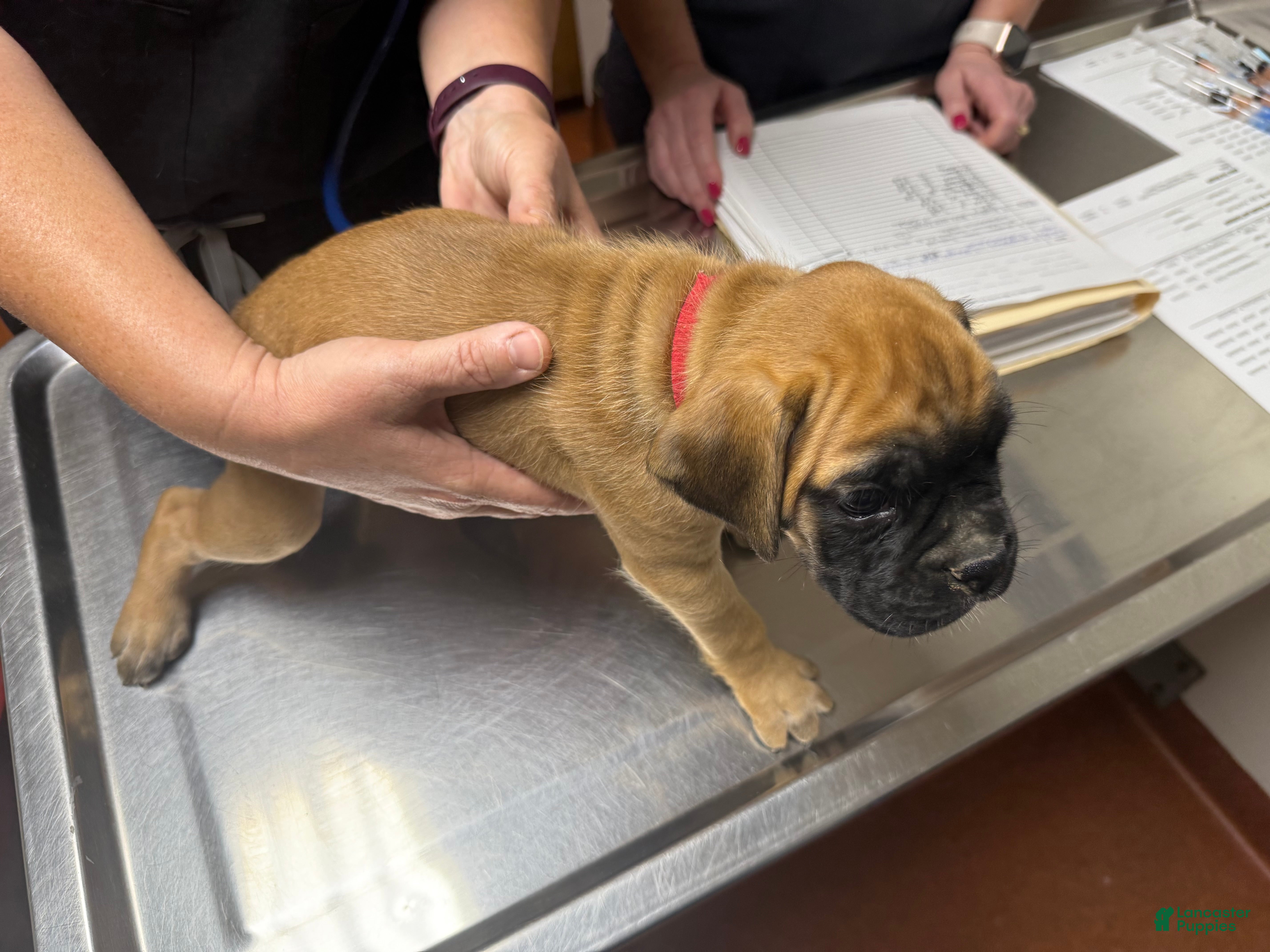 Boxer dogs Madison AKC Euro - Ad 2