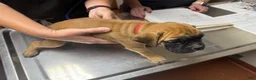 Boxer dogs for sale: Madison AKC Euro - Ad 2