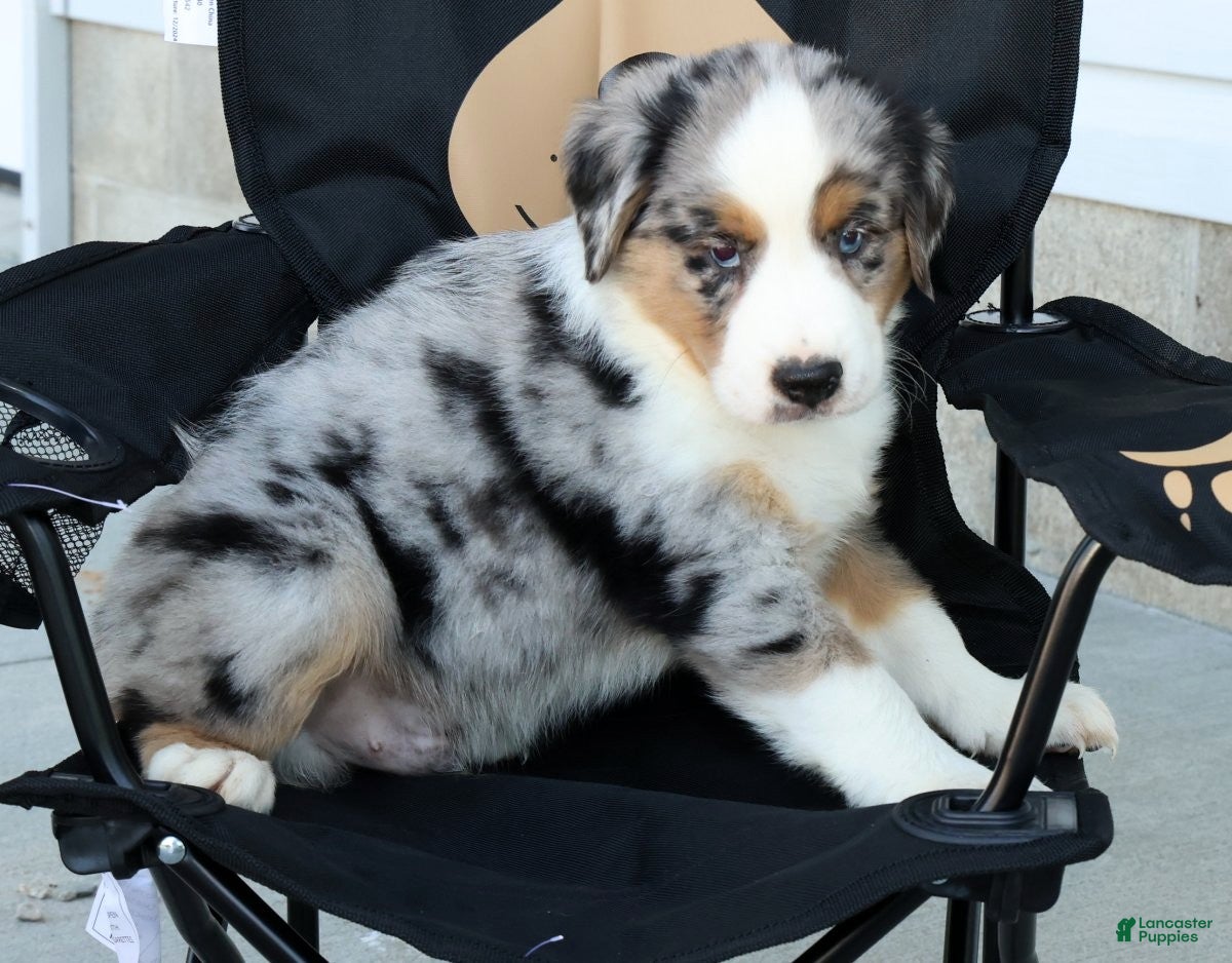 Miniature Australian Shepherd dogs for sale: Tucker - Ad 8