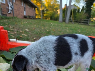 Mixed Breed dogs - Ad 11