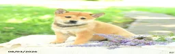 Shiba Inu dogs for sale: Pearl  - Ad 5