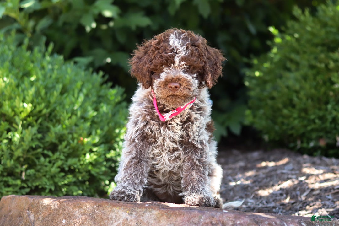 Lagotto Romagnolo dogs for sale: Mia - Ad 13