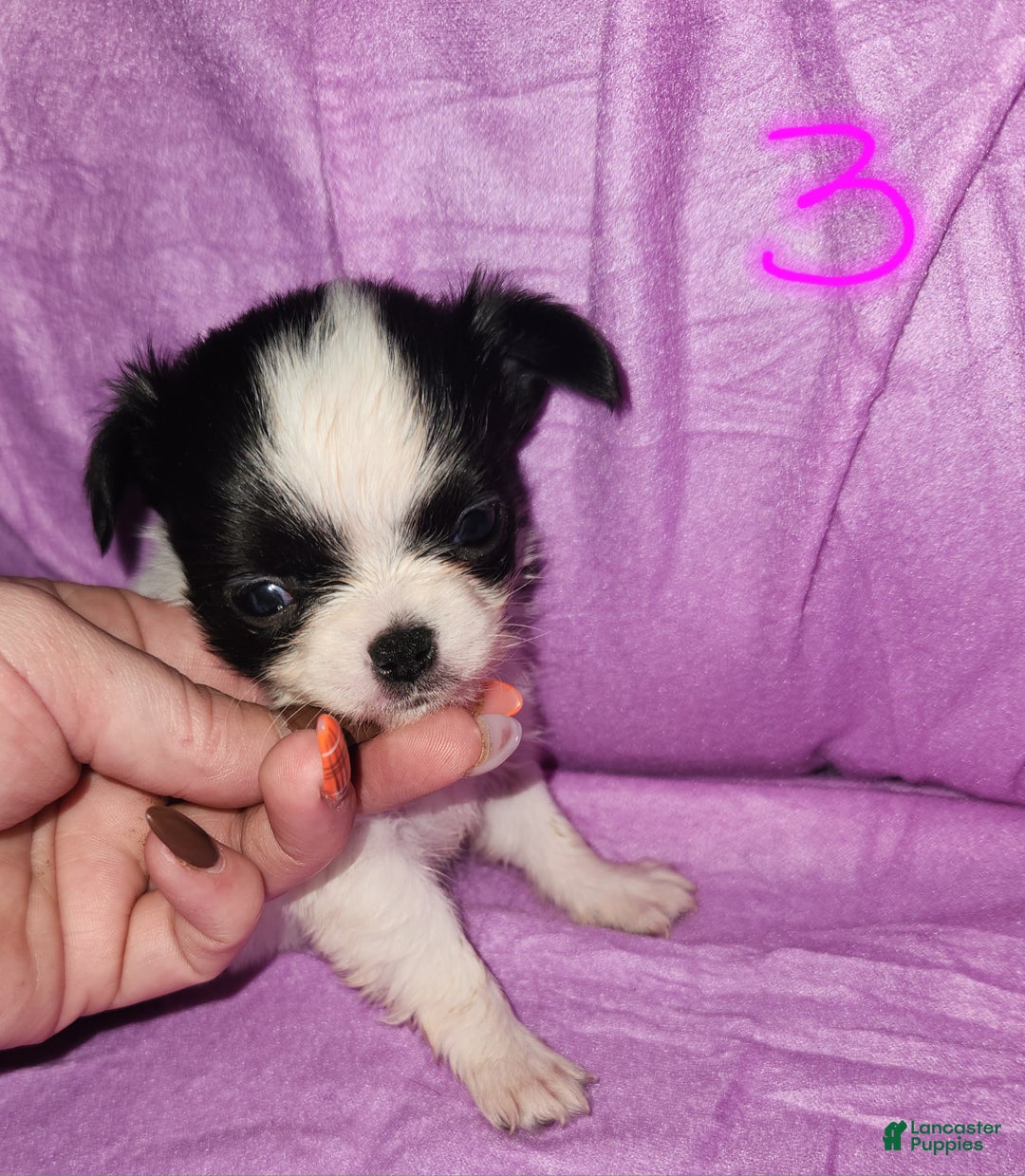 Chihuahua dogs for sale: Annies Female 3 - Ad 1