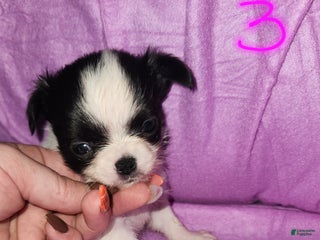 Chihuahua dogs Annies Female 3 - Ad 19