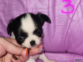 Chihuahua dogs Annies Female 3 - Ad 14