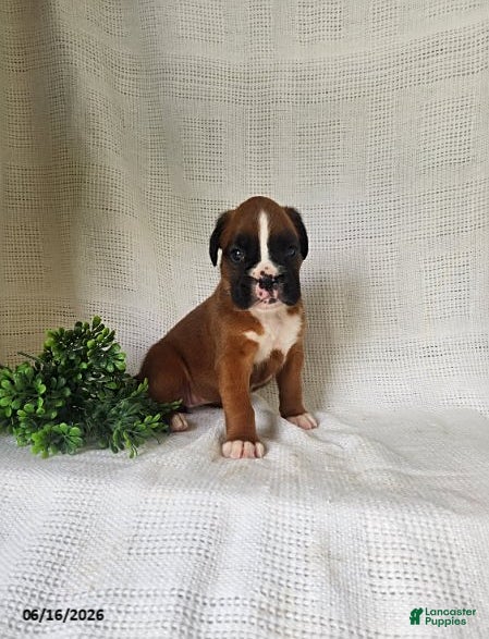 Boxer dogs Callie - Ad 1