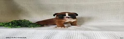 Boxer dogs for sale: Callie - Ad 1