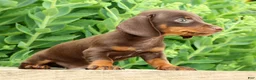 Miniature Dachshund dogs for sale: Jace - Ad 3