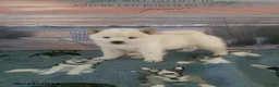 Shiba Inu dogs for sale: Brooklyn - Ad 3