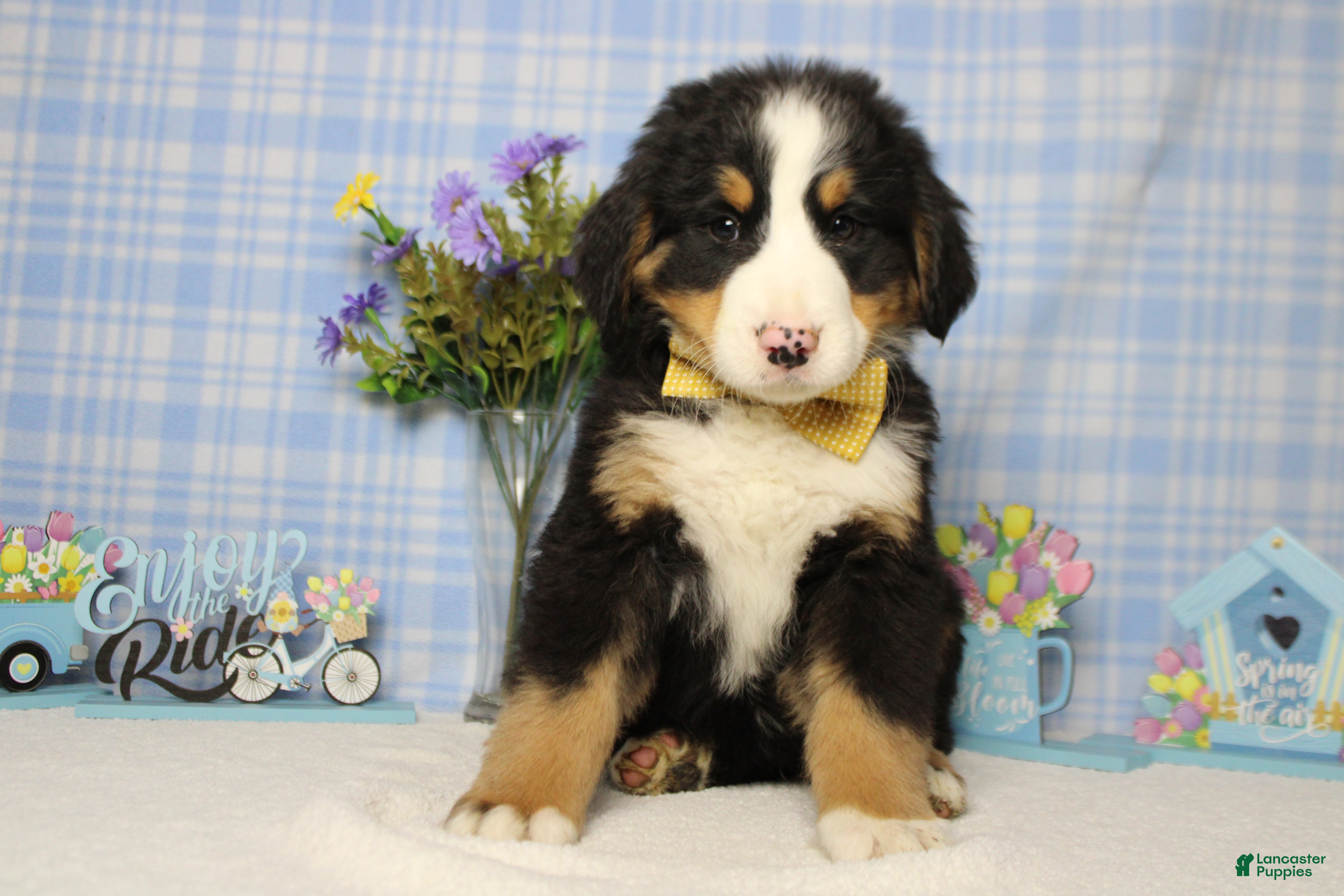Bernese Mountain Dog dogs Moose  - Ad 2
