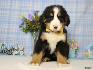 Bernese Mountain Dog dogs Moose - Ad 2