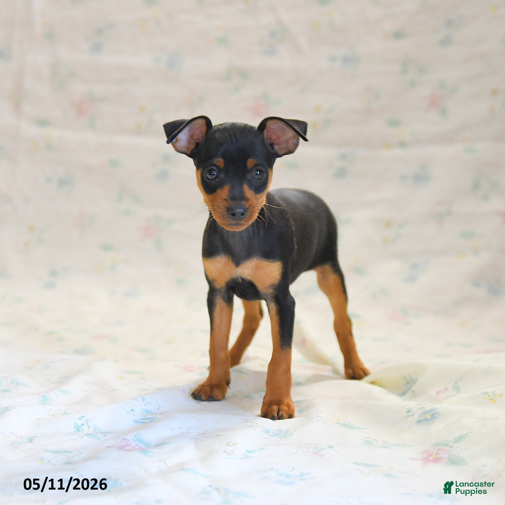 Miniature Pinscher dogs Dakota - Ad 2