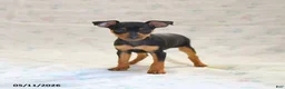 Miniature Pinscher dogs for sale: Dakota - Ad 2