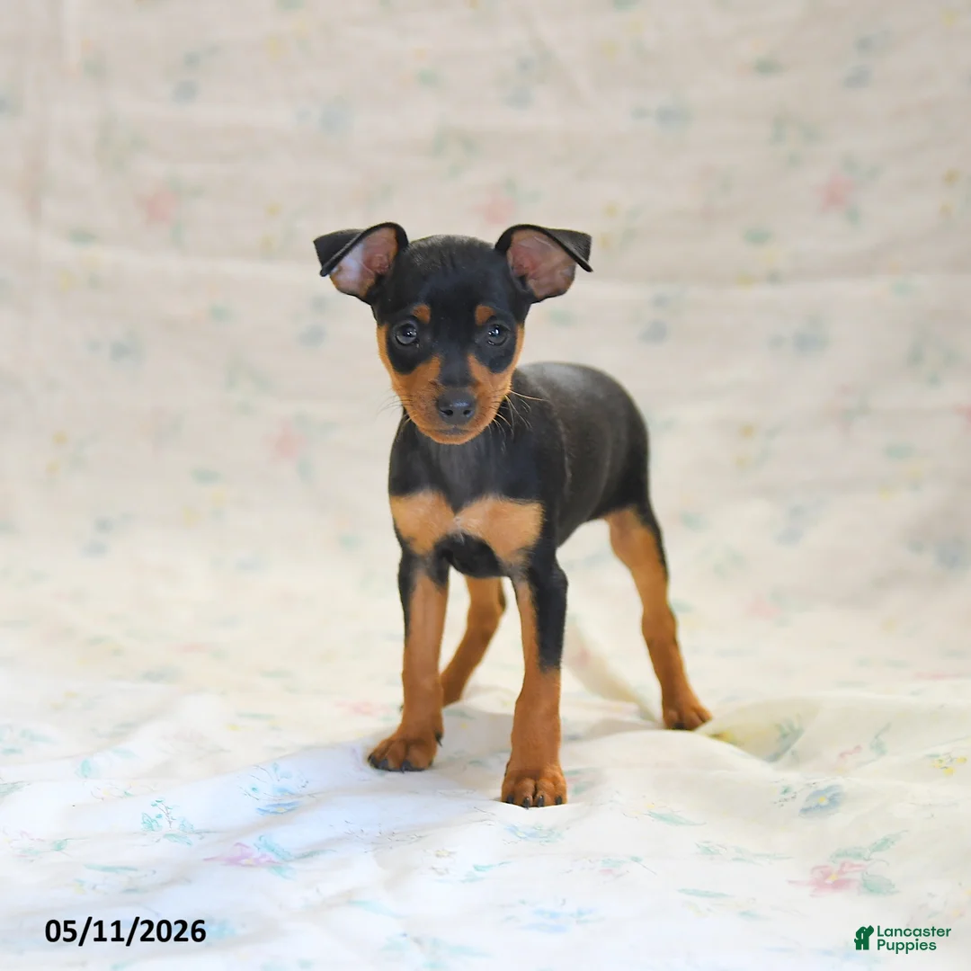 Miniature Pinscher dogs for sale: Dakota - Ad 2