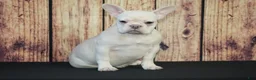 French Bulldog dogs for sale: French Bulldog Puppy 1 - Ad 4