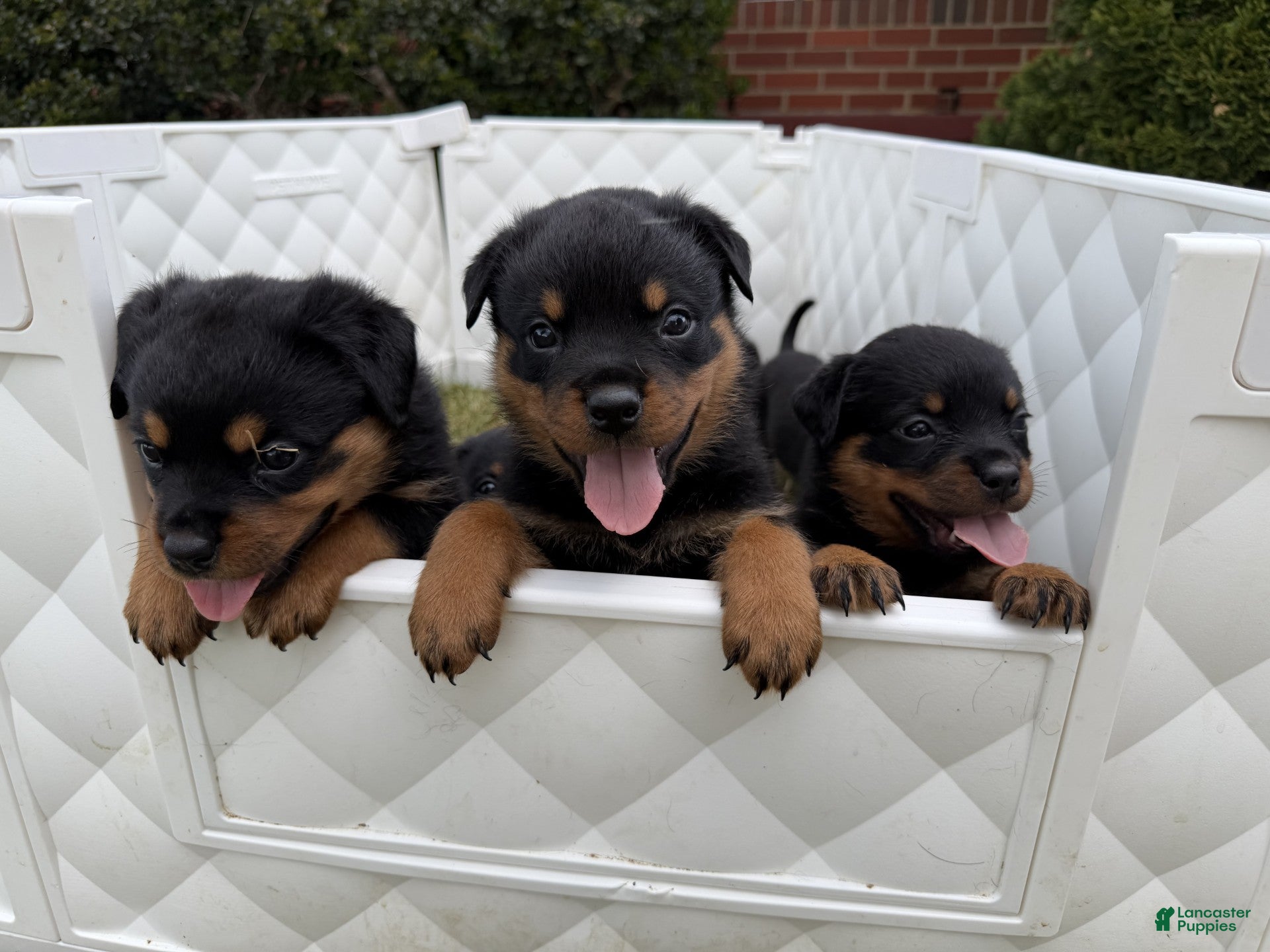 Rottweiler dogs for sale: Sirius - Ad 2