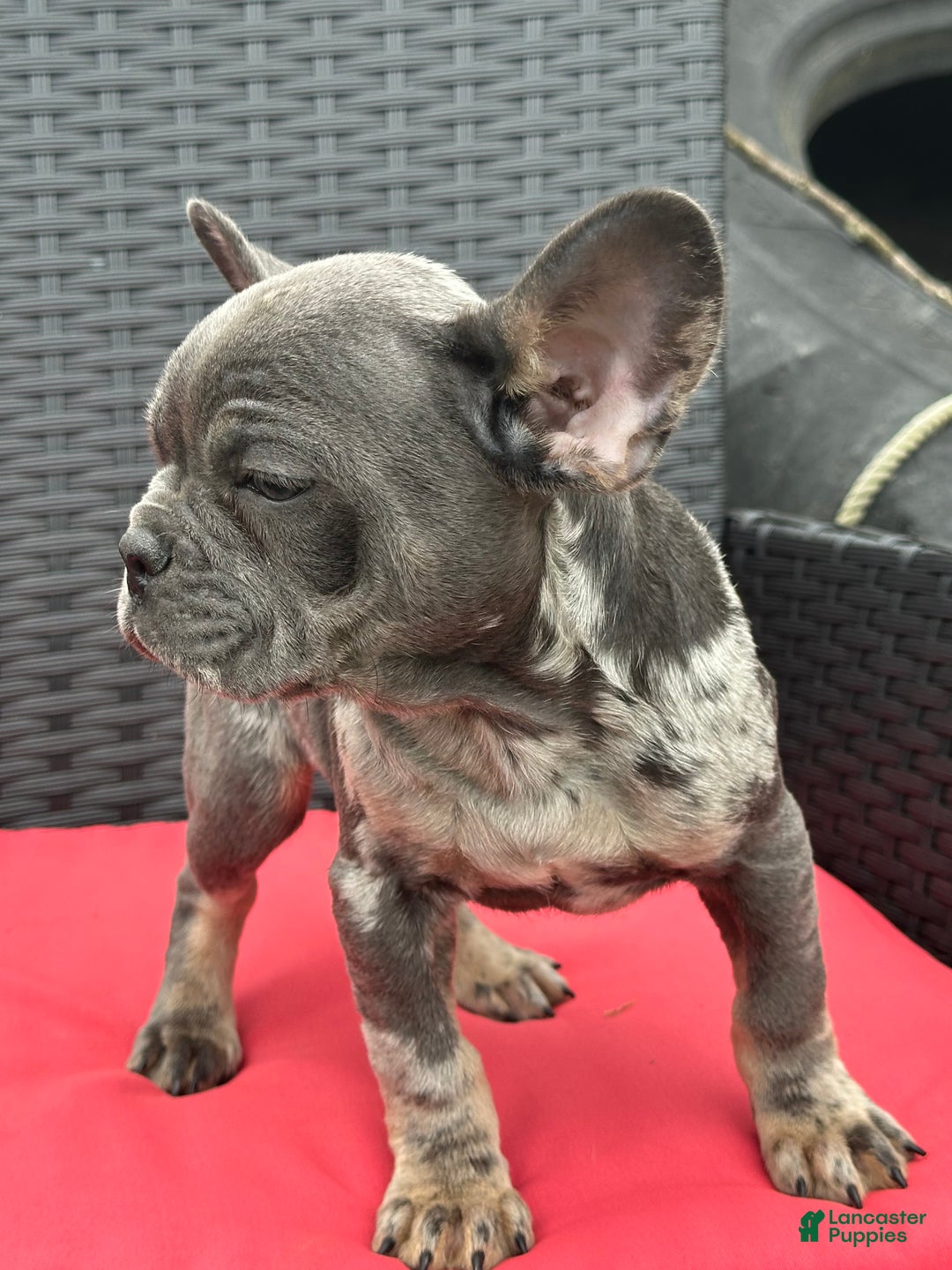 French Bulldog dogs for sale: Leo - Ad 5