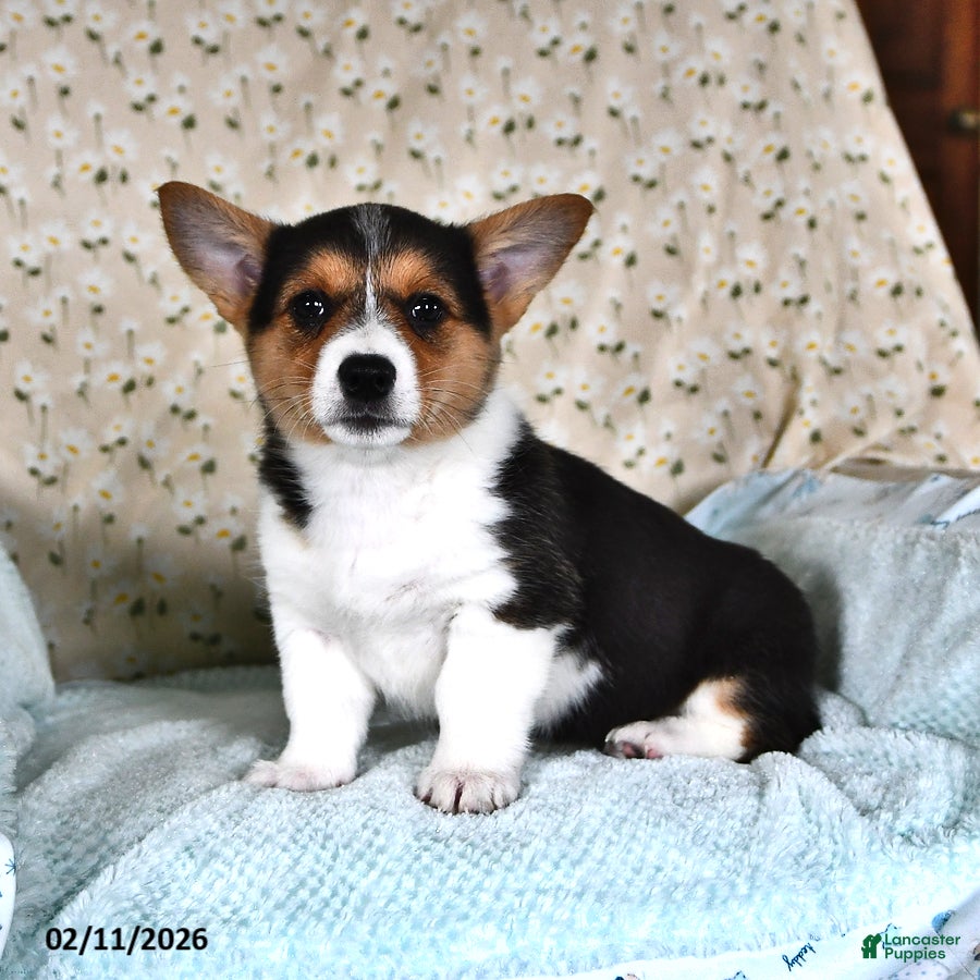 Welsh Corgi Pembroke dogs Molly - Ad 2