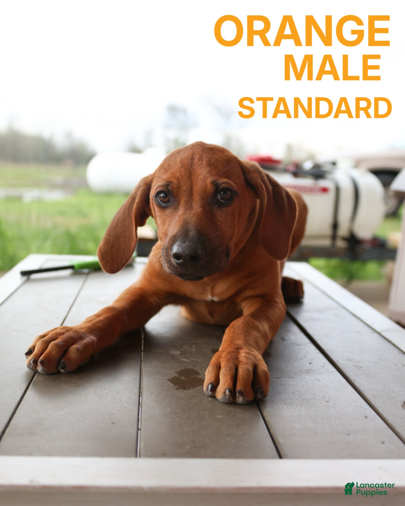 Rhodesian Ridgeback dogs Rhodesian Ridgeback Puppy 2 - Ad 1