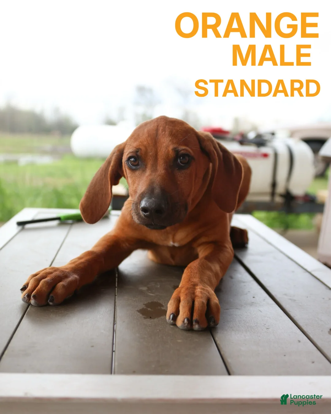 Rhodesian Ridgeback dogs for sale: Rhodesian Ridgeback Puppy 2 - Ad 1