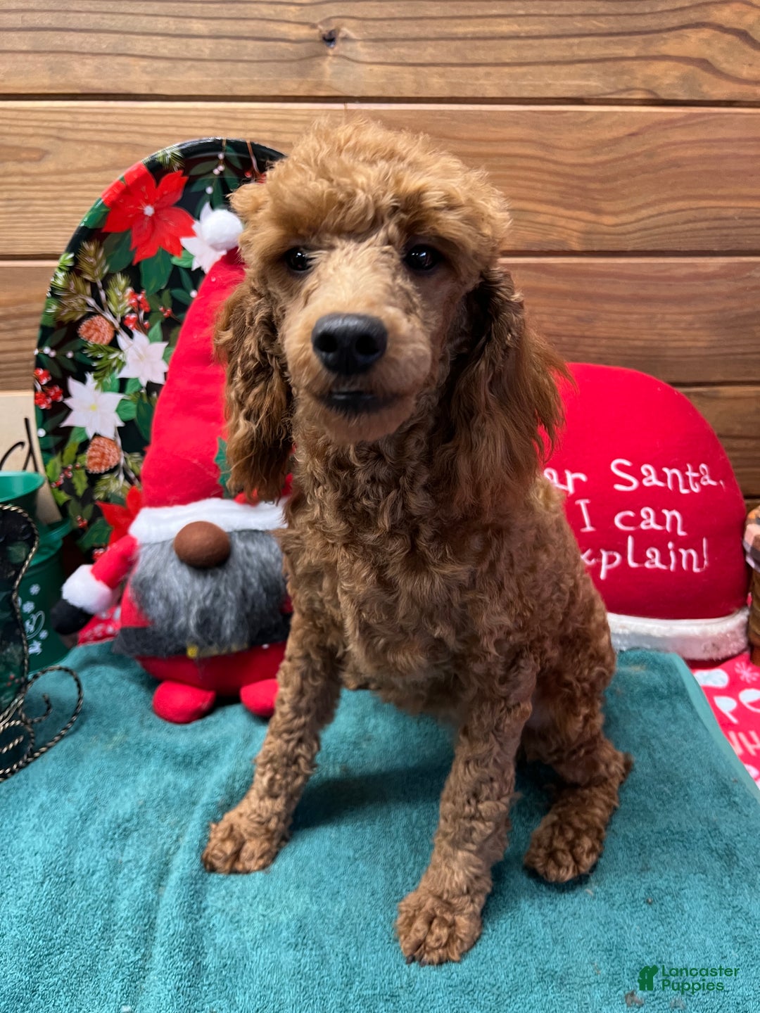 Miniature Poodle dogs for sale: Red Ruby - Ad 3