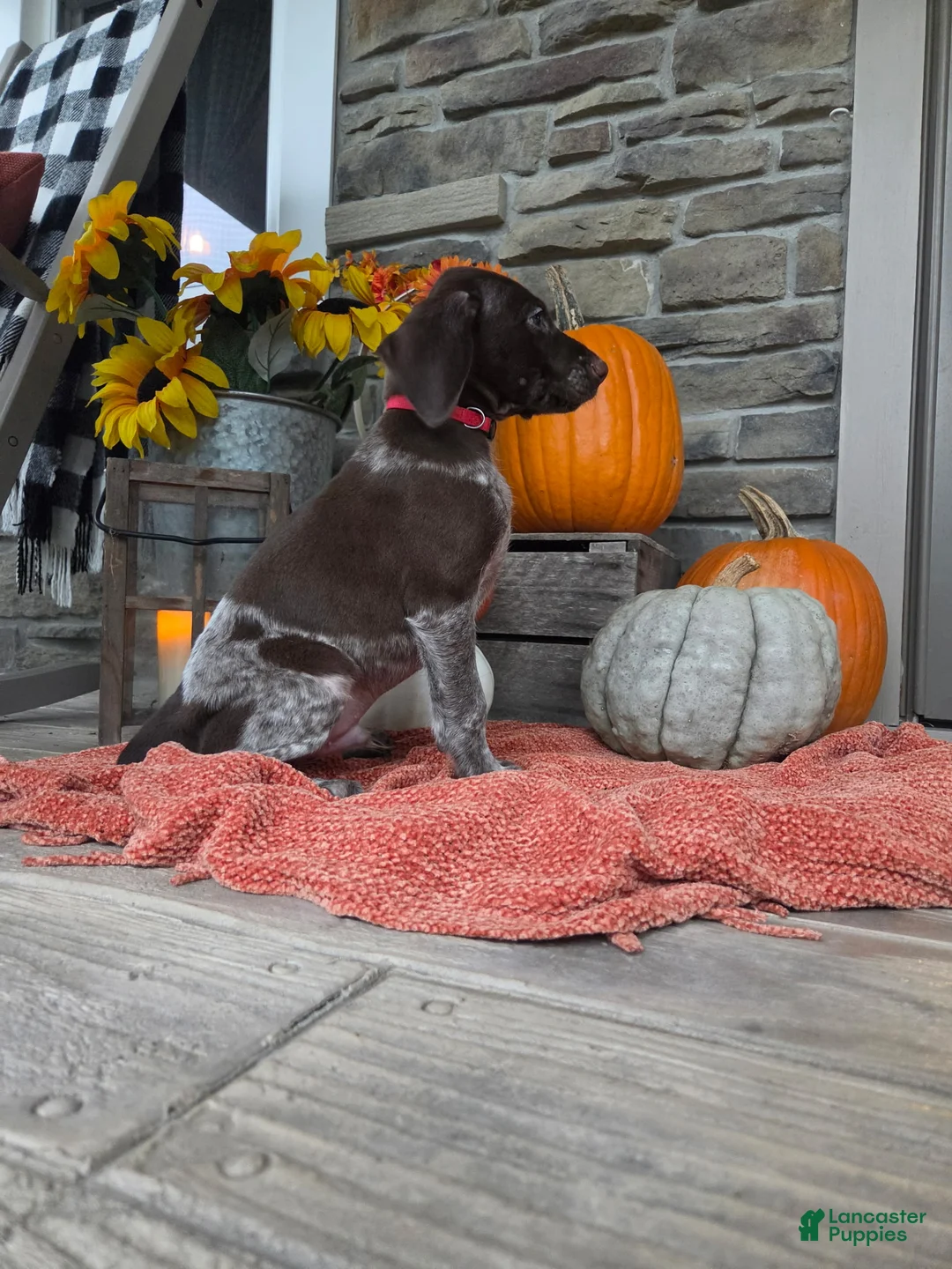German Shorthaired Pointer dogs for sale: Grit - Ad 2