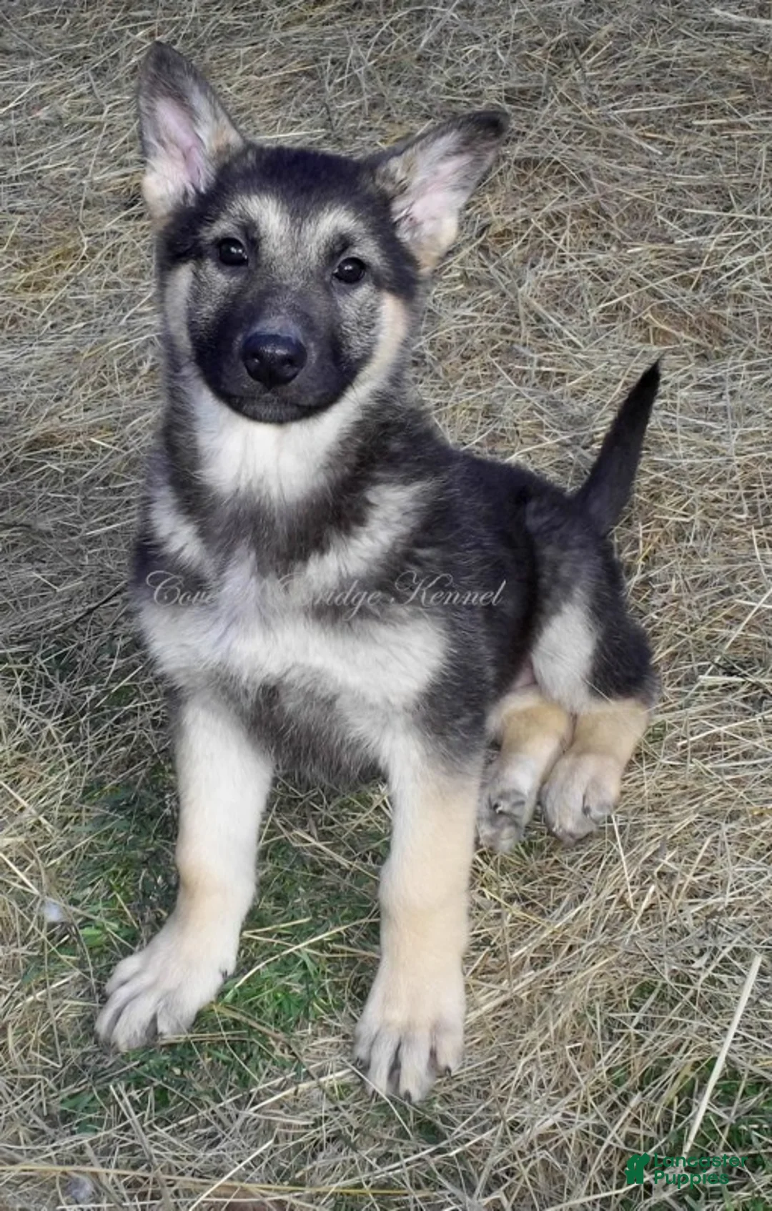 German Shepherd dogs for sale: German Shepherd Puppy 2 - Ad 1