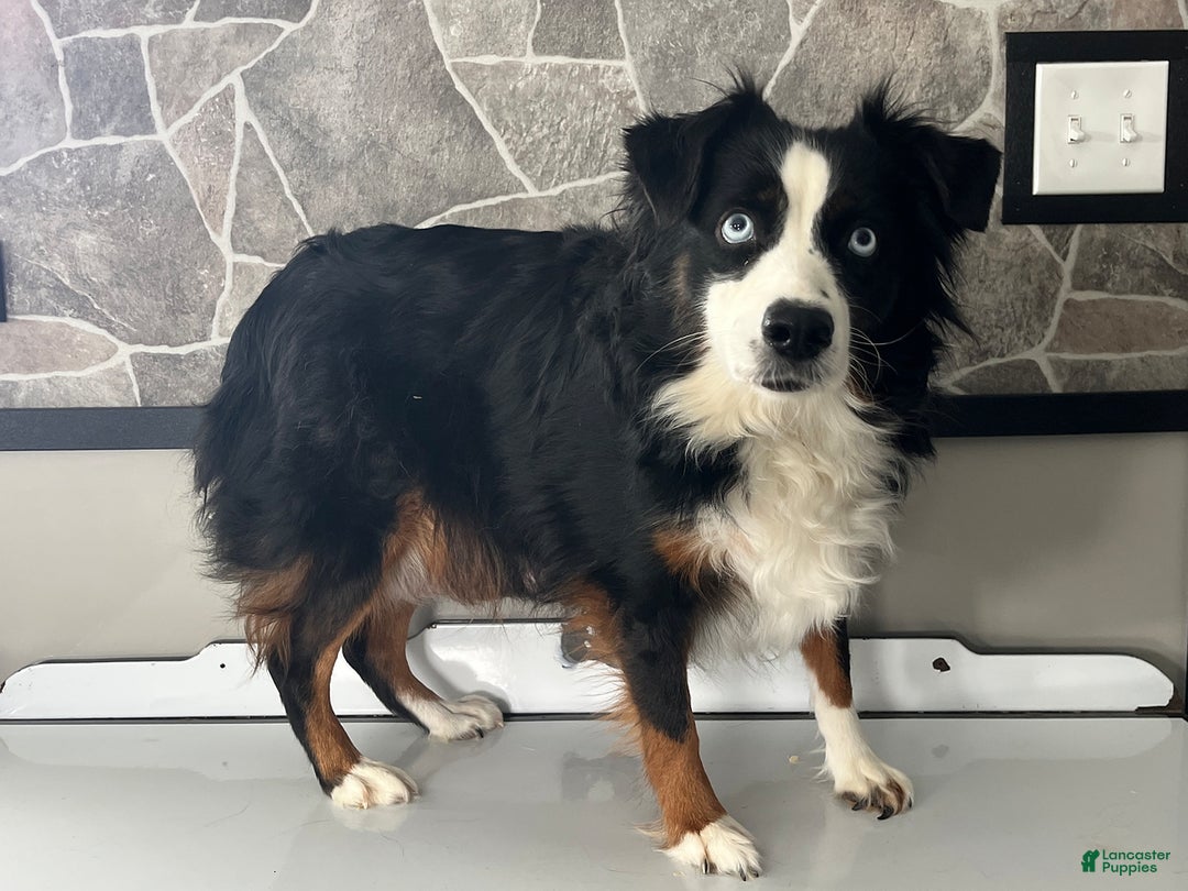 Mini Aussiedoodle dogs for sale: Marley - Ad 5