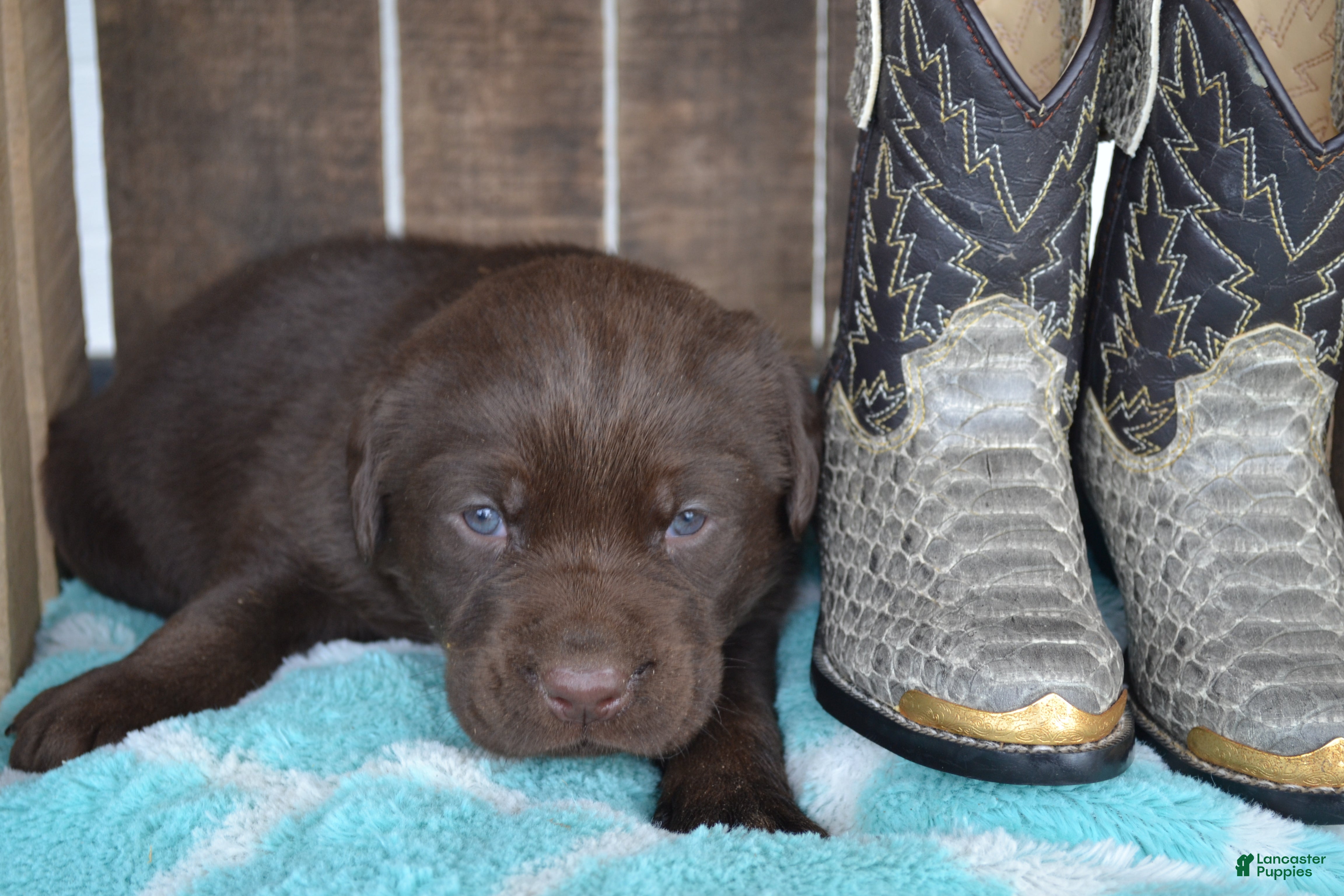 Labrador Retriever dogs Lanson - Ad 20