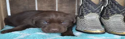 Labrador Retriever dogs for sale: Lanson - Ad 1