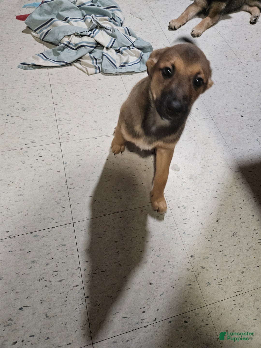 Mixed Breed dogs for sale: Mixed Breed Puppy 2 - Ad 2