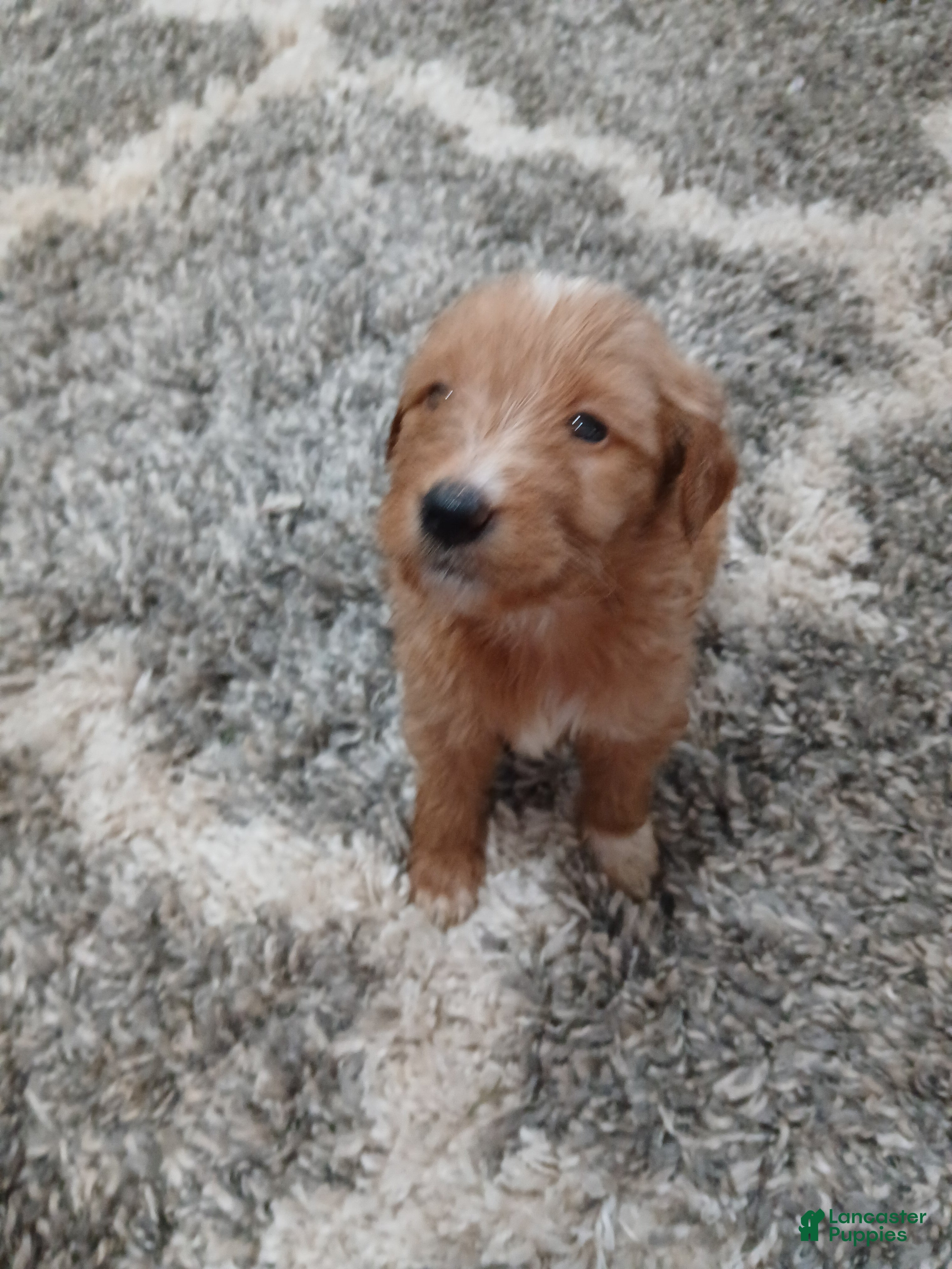 Mixed Breed dogs Bella  - Ad 25