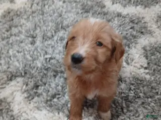 Mixed Breed dogs Bella - Ad 25