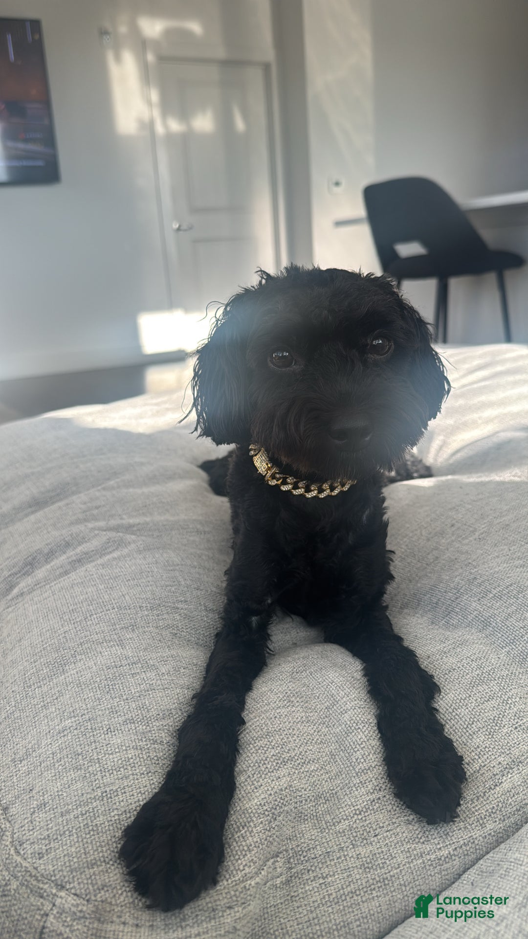 Yorkiepoo dogs for stud: Yorkiepoo - Ad 7