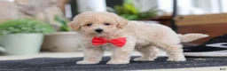 Maltipoo dogs for sale: Kolten - Ad 5