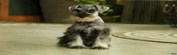 Miniature Schnauzer dogs for sale: Qeleigh Miniature Schnauzer  - Ad 14