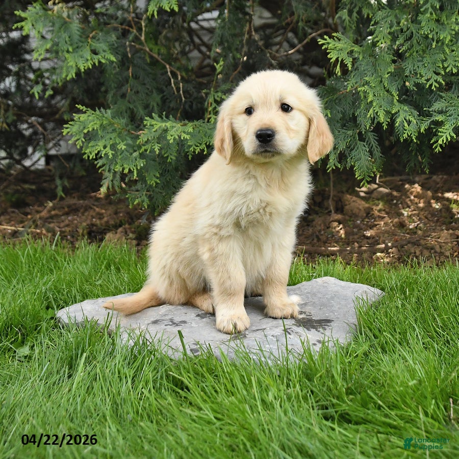 Golden Retriever dogs Sam - Ad 2