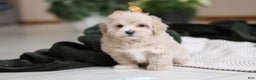 Maltipoo dogs for sale: Kyle - Ad 8