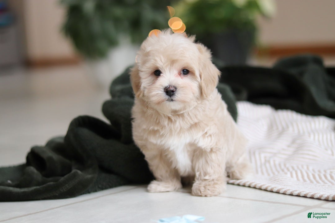 Maltipoo dogs for sale: Kyle - Ad 8