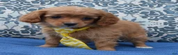 Cavapoo dogs for sale: Charlie - Ad 10