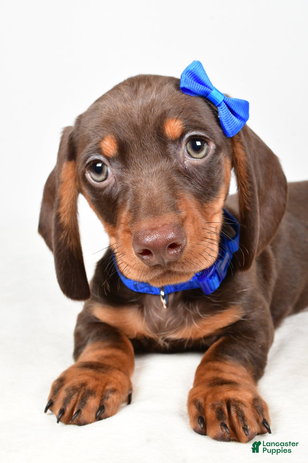Miniature Dachshund dogs for sale: Kendall - Ad 5