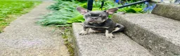 French Bulldog dogs for sale: 4 French Bulldog Puppies  - Ad 2