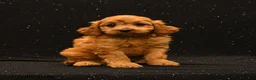 Cavapoo dogs for sale: Willow - Ad 4